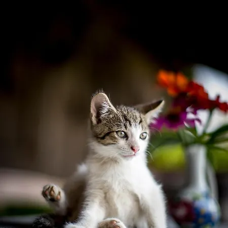 Appartement Urlaub Am Lacknerhof - Familie Klocker *