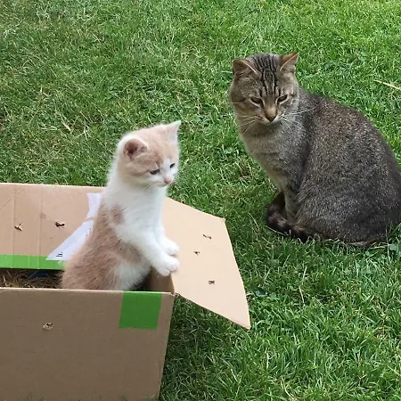 アパート Urlaub Am Lacknerhof - Familie Klocker *
